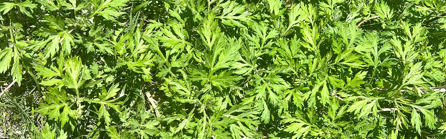 もぐさの草
